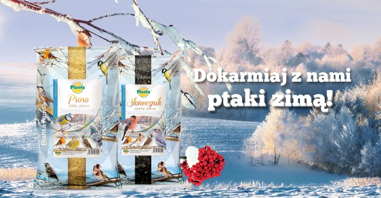 Pokarmy zimowe dla ptaków
