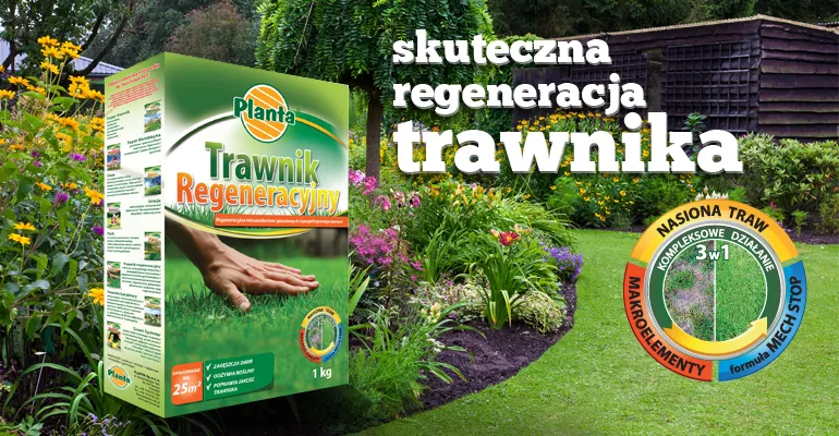 trawnik regeneracyjny