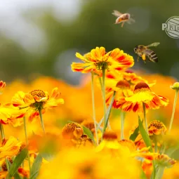 Zapylacze w ogrodzie