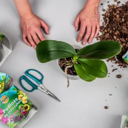 Jak przesadzić storczyka?