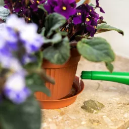 Rodzaje nawozów do roślin doniczkowych