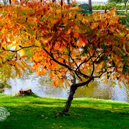 Sumak octowiec nie dla każdego