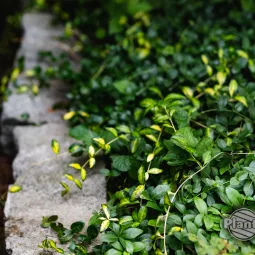 Rośliny ekspansywne