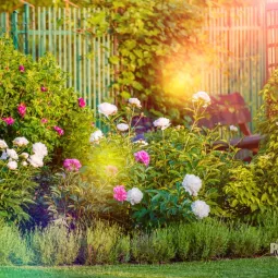 Dlaczego piwonia nie kwitnie