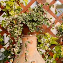 Ogród bez komarów i kleszczy?