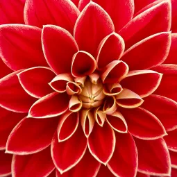 Rośliny cebulowe kwitnące latem - charakterystyka i pielęgnacja cz.2