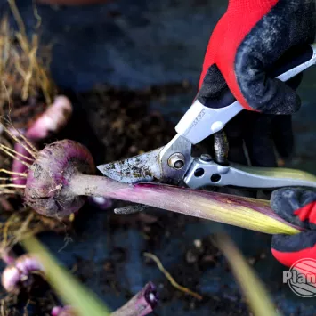 Wykopywanie i zimowanie kłączy i cebul roślin wrażliwych na mróz