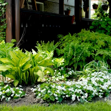 Co posadzić na zacienionym balkonie