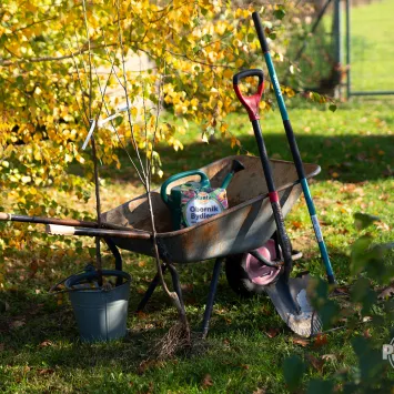 Sadzenie drzew owocowych z odkrytym korzeniem