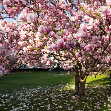 Magnolia – wiosenna królowa ogrodu