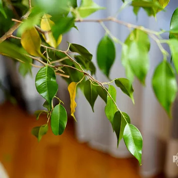 Dlaczego fikus benjamina zrzuca liście