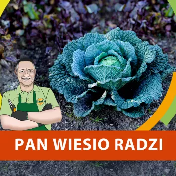 Kiedy siać kapustę włoską