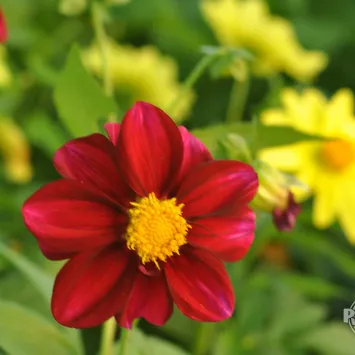 Rośliny cebulowe kwitnące latem - charakterystyka i pielęgnacja cz.1
