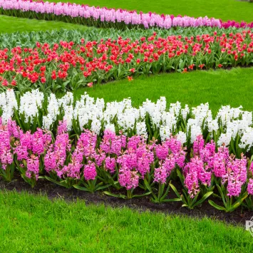 Wiosenne rośliny cebulowe cz.1