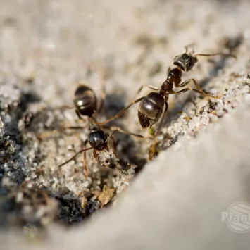 Domowe szkodniki biegające