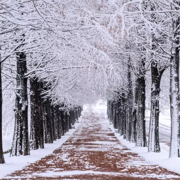 Walka z gołoledzią z ogrodem w tle