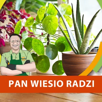 Rośliny szkodliwe i przyjazne psom i kotom