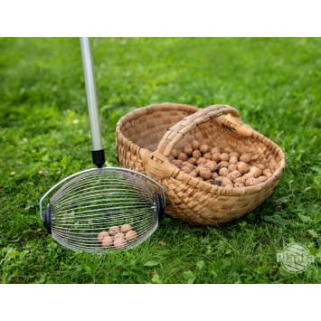 Zbierak do orzechów - przydatny przyrząd u ogrodzie